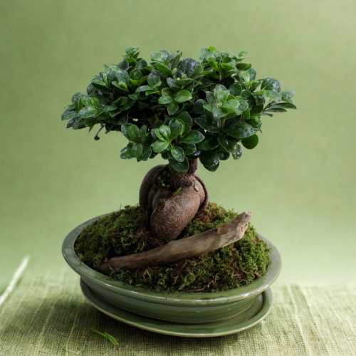 Μπονσάι με ξύλο