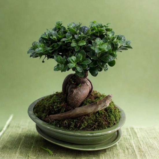 Μπονσάι με ξύλο