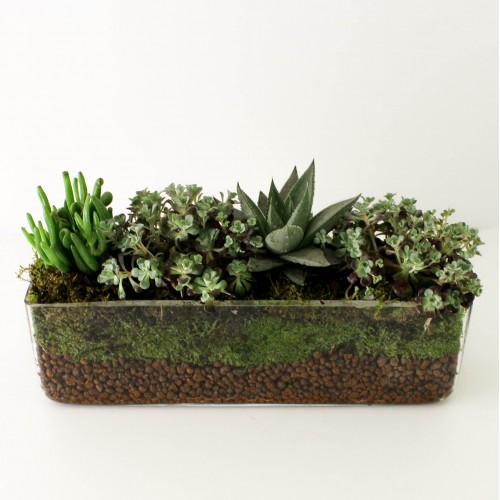 Σύνθεση με 4 παχύφυτα