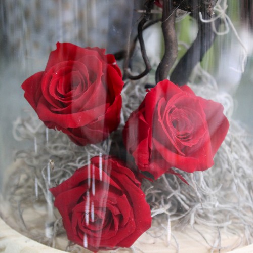 Κόκκινα Forever Roses σε γυάλα Κόκκινα Forever Roses σε γυάλα