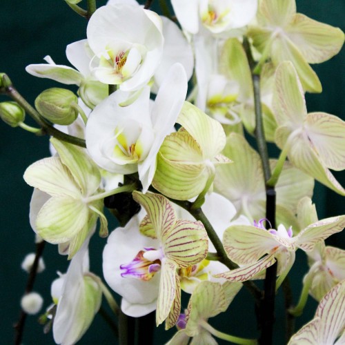 Ορχιδέα φαλαίνοψις τριπλή Ορχιδέα φαλαίνοψις τριπλή