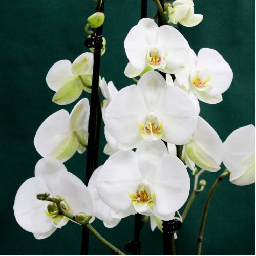 Ορχιδέα φαλαίνοψις διπλή Ορχιδέα φαλαίνοψις διπλή