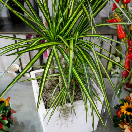 Δράκαινα Λέμον Δράκαινα Λέμον