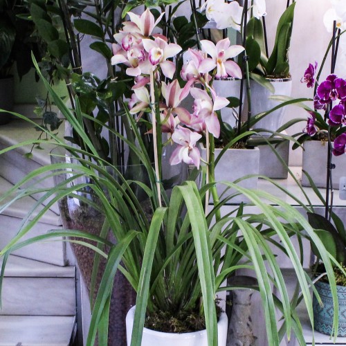 Ορχιδέα σιμπίντιουμ Ορχιδέα σιμπίντιουμ