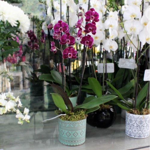 Ορχιδέα φαλαίνοψις  Ορχιδέα φαλαίνοψις