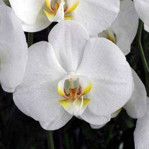 Ορχιδέα φαλαίνοψις Ορχιδέα φαλαίνοψις