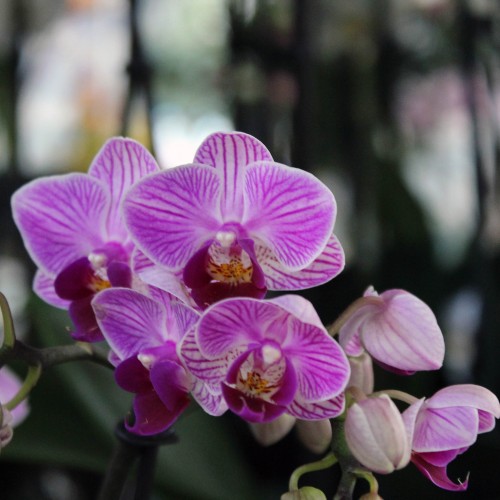 Ορχιδέα φαλαίνοψις μίνι