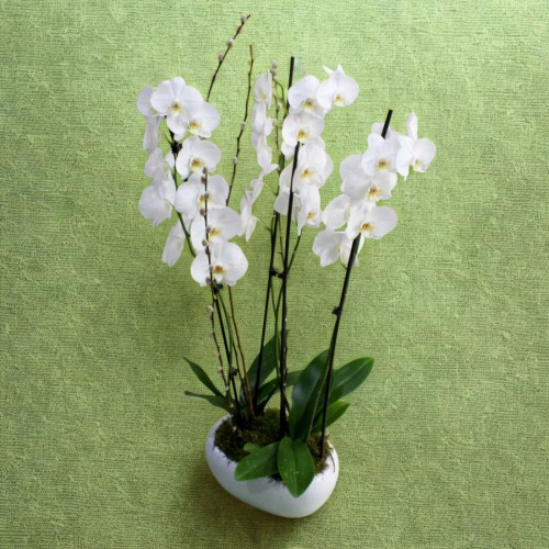 Ορχιδέα φαλαίνοψις διπλή λευκή