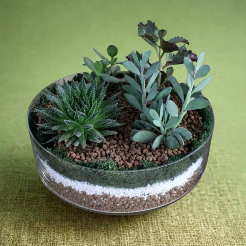 Παχύφυτα σε γυαλί