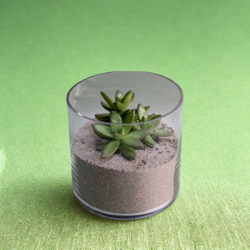 Παχύφυτο σε γυάλινο κασπώ