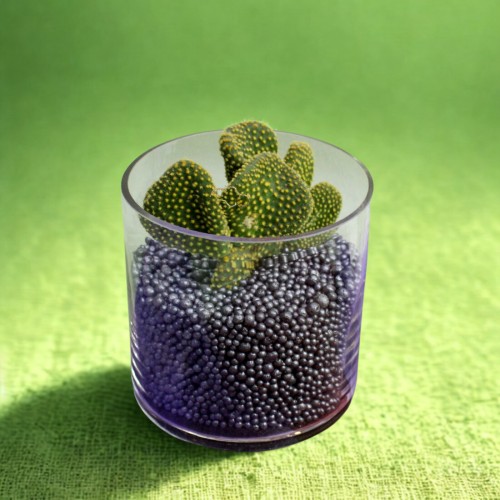 Παχύφυτο σε γυάλινο κασπώ