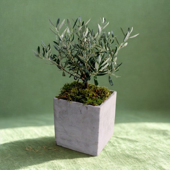 Δεντράκι ελιάς