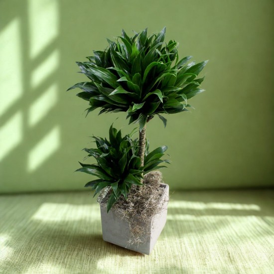 Δράκαινα Ντοράντο