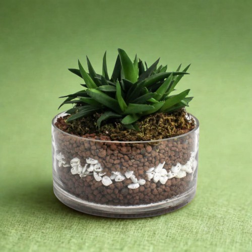 Παχύφυτο σε γυαλί