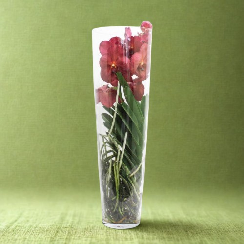 Ορχιδέα Βάντα