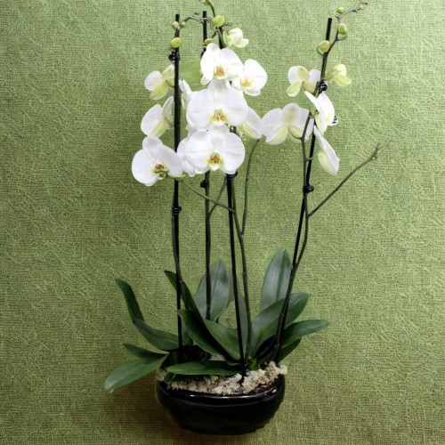 Ορχιδέα φαλαίνοψις διπλή