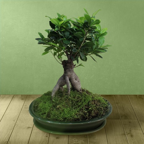 Μπονσάι σε πράσινο κασπώ