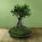 Μπονσάι σε πράσινο κασπώ