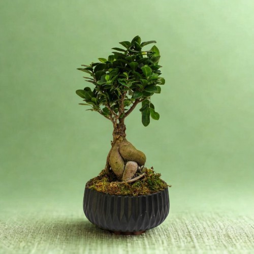 Μπονσάι φίκος