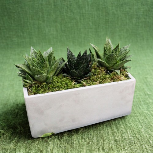 Σύνθεση με 3 παχύφυτα