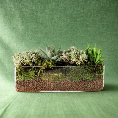 Σύνθεση με 4 παχύφυτα