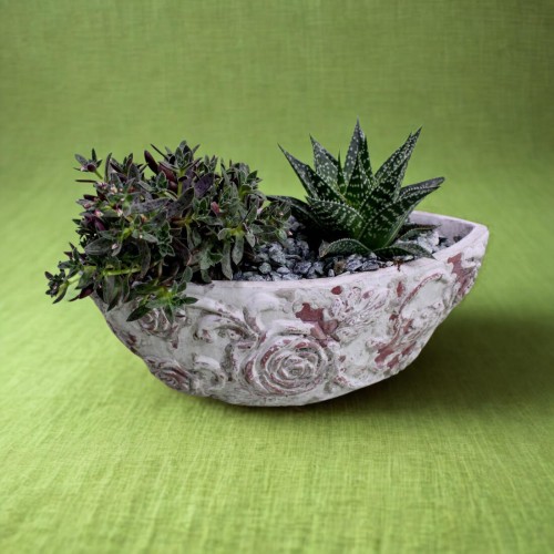 Δύο παχύφυτα