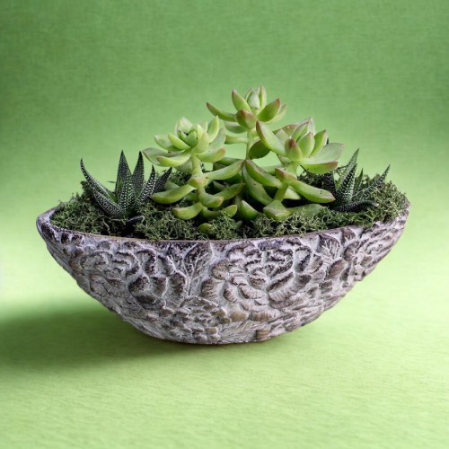 Τρία παχύφυτα 