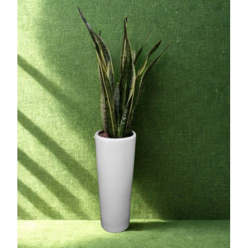 Σανσεβιέρια